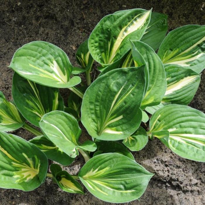 Hosta 'Clifford's Stingray' plant