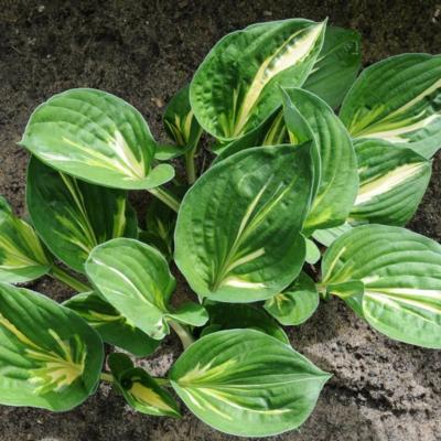 hosta-cliffords-stingray