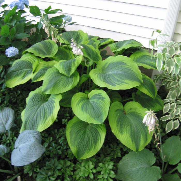 Hosta 'Climax' plant