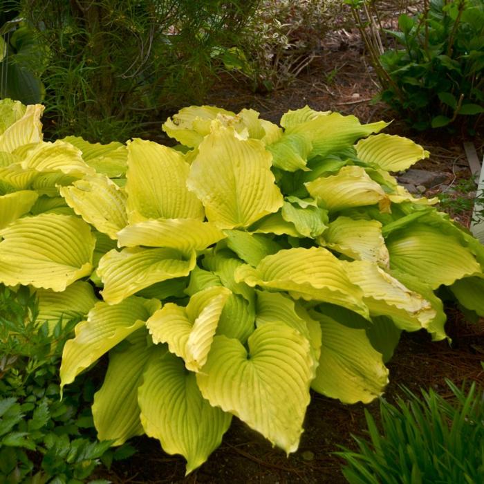 Hosta 'Coast to Coast' plant