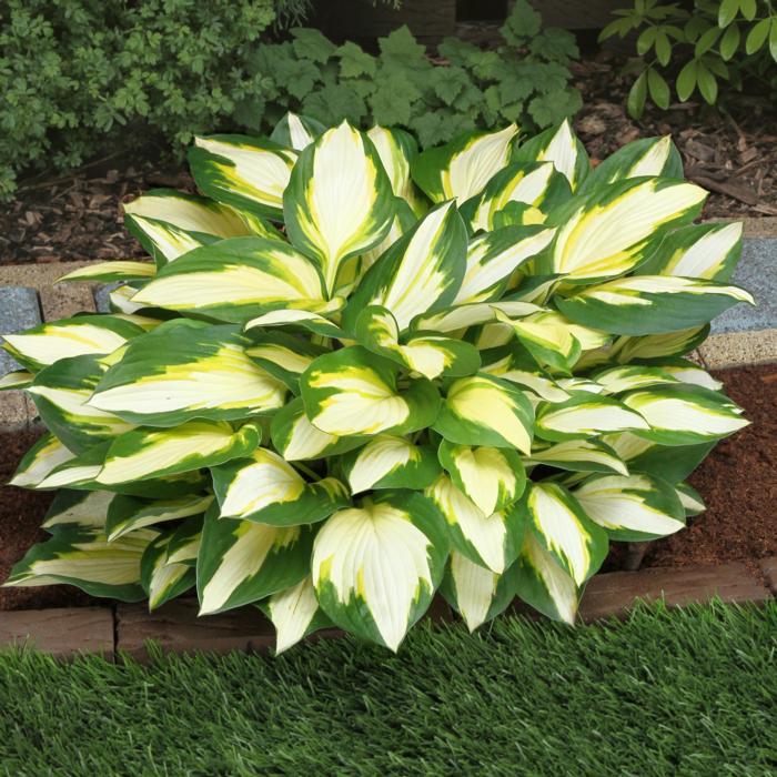 Hosta 'Color Festival' plant