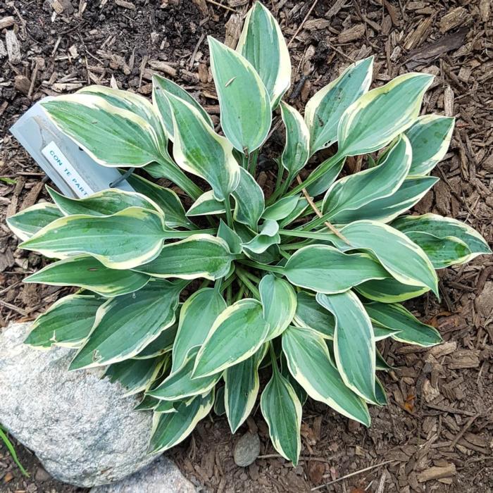 Hosta 'Con te Partiro' plant