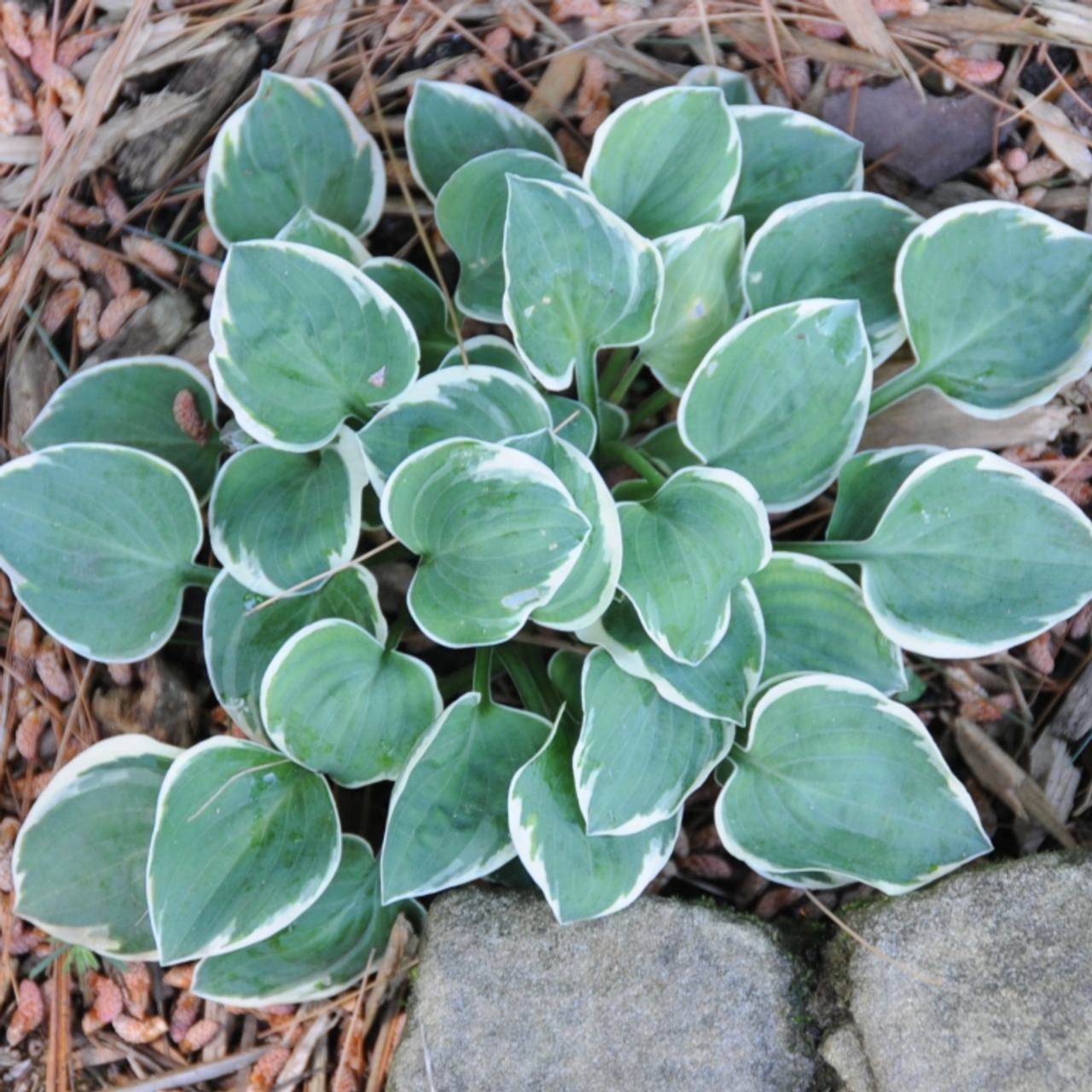 Hosta 'Country Mouse' plant