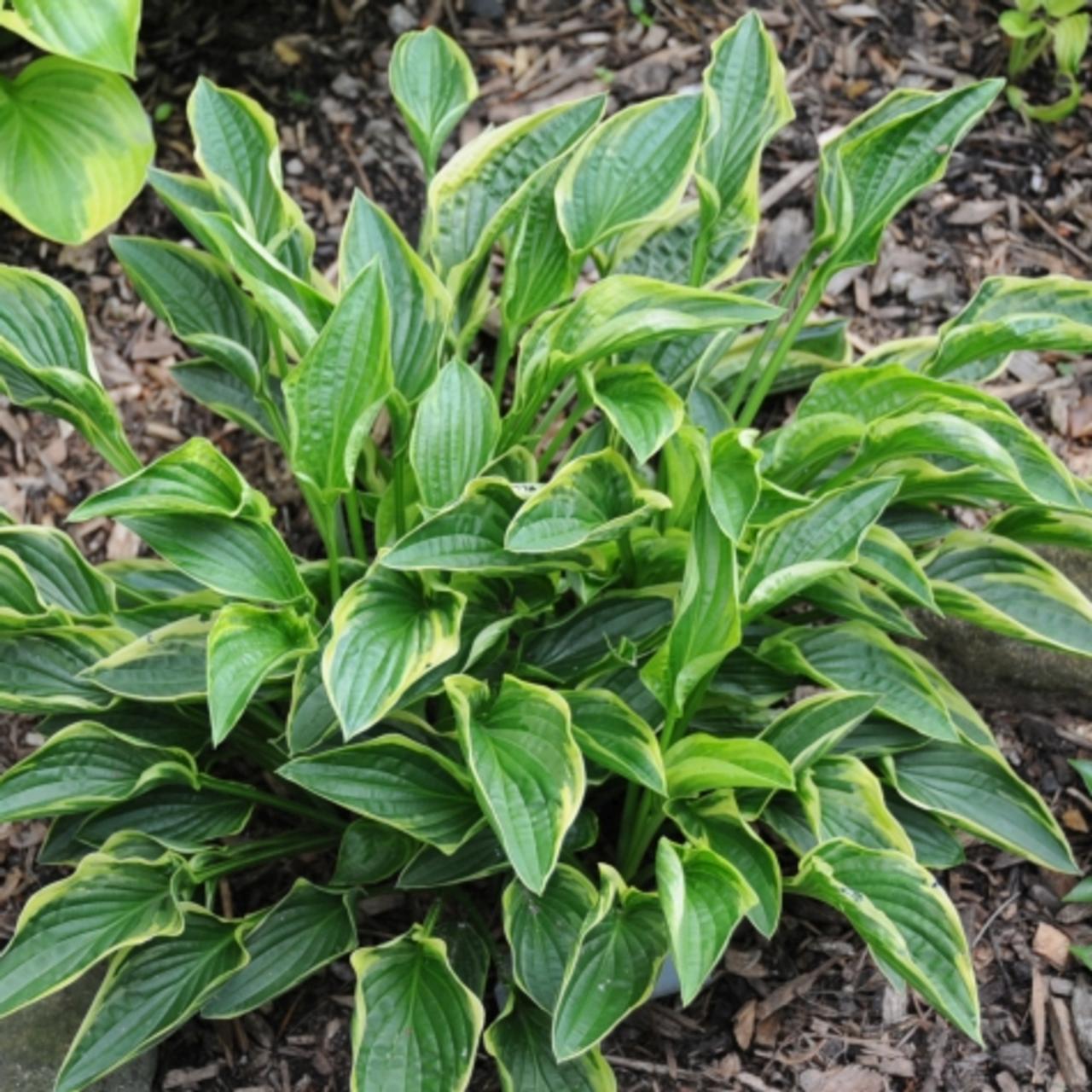 Hosta 'Cowrie' plant