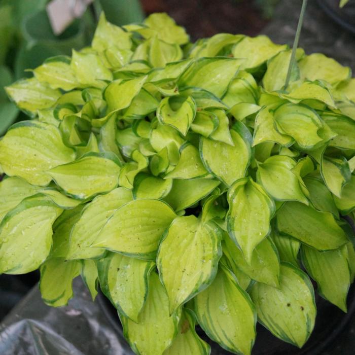 Hosta 'Cracker Crumbs' plant