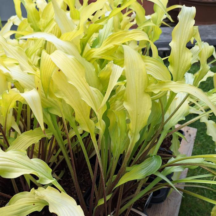 Hosta 'Curly Fries' plant