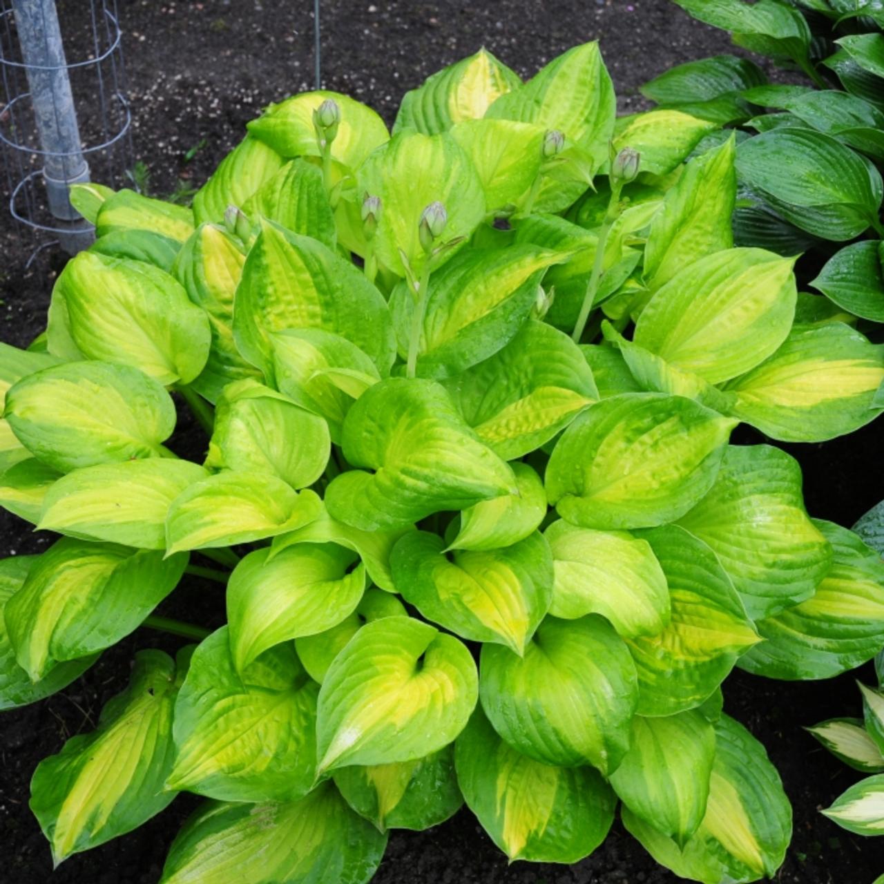 Hosta 'Dance With Me' plant