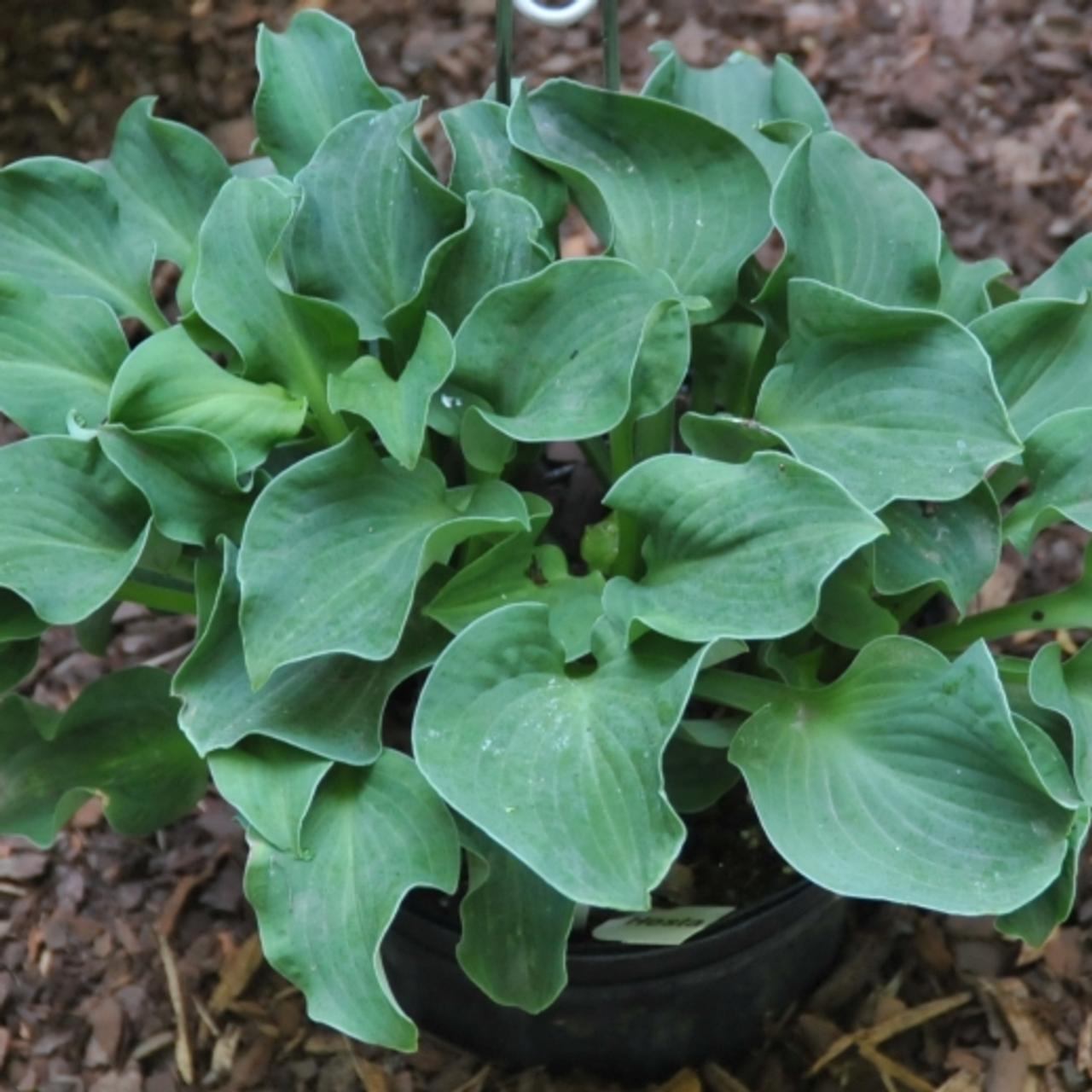 Hosta 'Dancing Mouse' plant