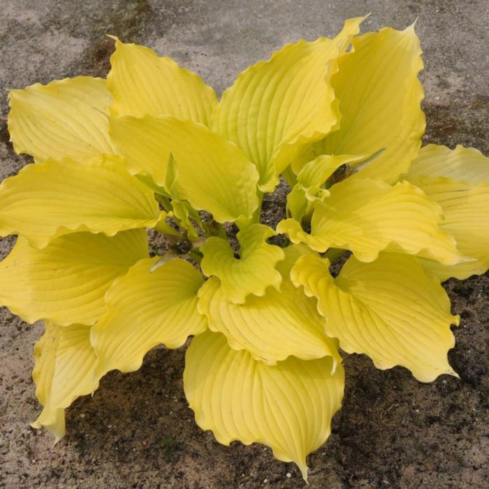 Hosta 'Dancing Queen' plant