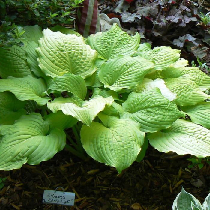 Hosta 'Dawn's Early Light' plant