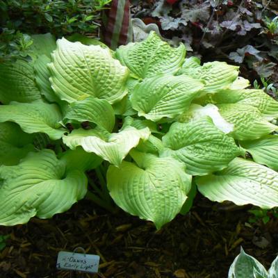 hosta-dawns-early-light