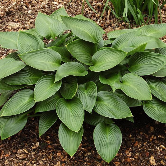 Hosta 'Devon Green' plant