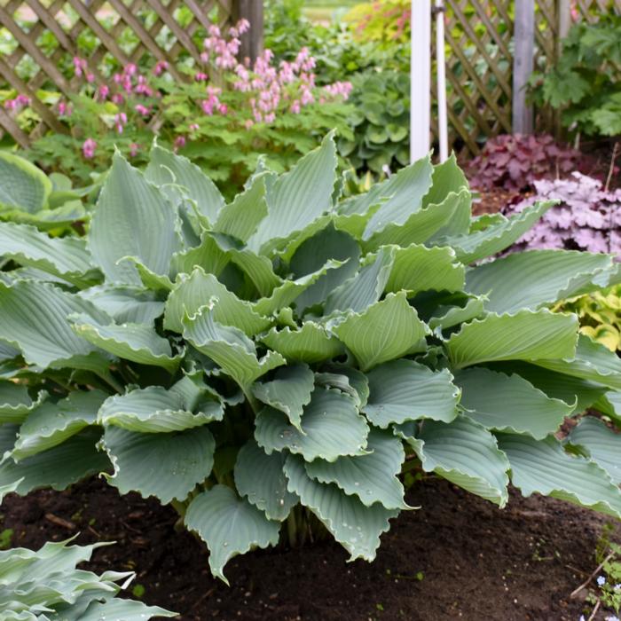 Hosta 'Diamond Lake' plant