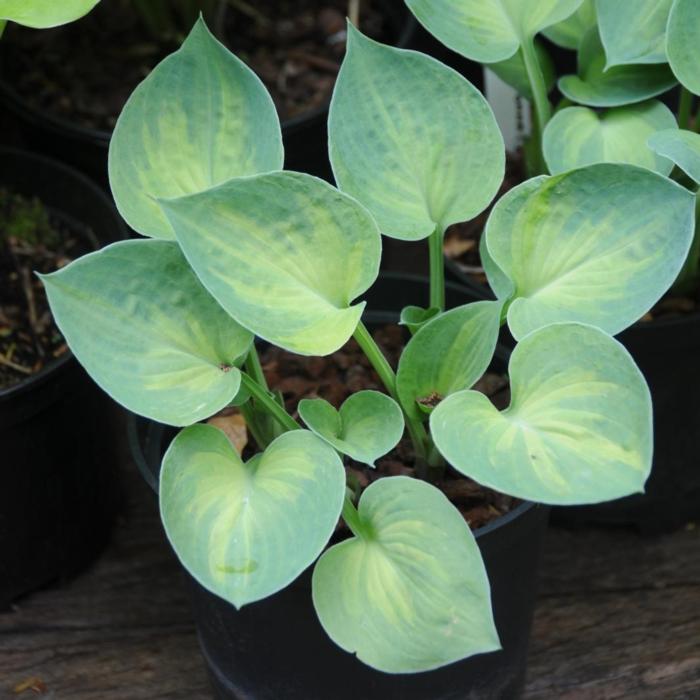 Hosta 'Dinky Donna' plant