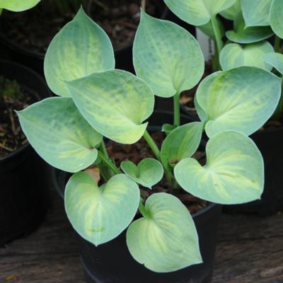 hosta-dinky-donna