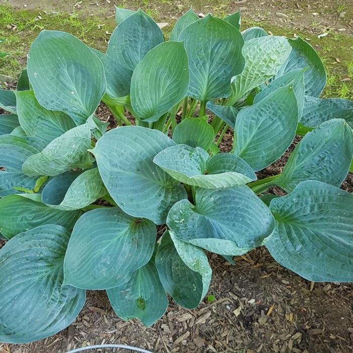 Hosta 'Dixie Cups' plant