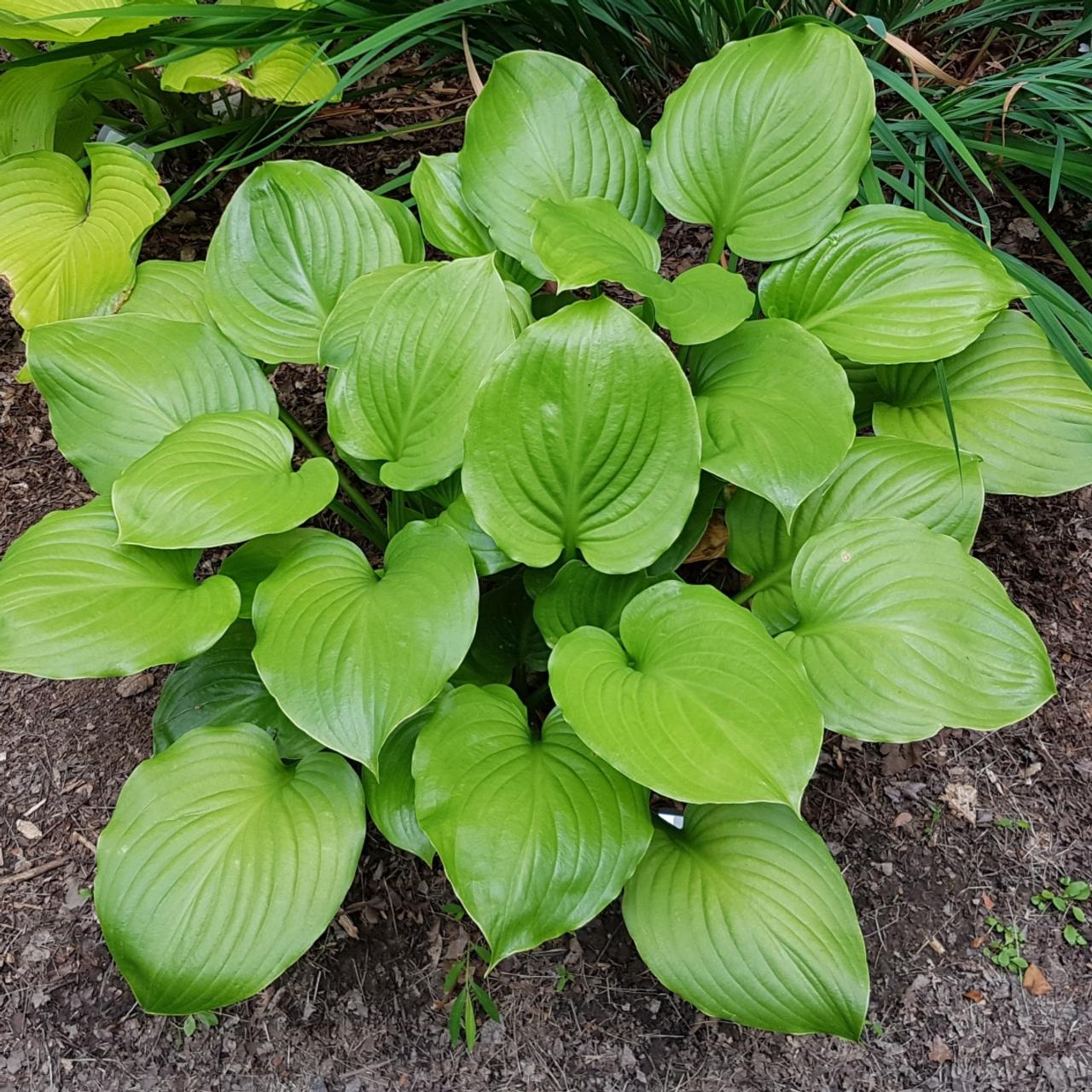Hosta 'Doubled Up' plant