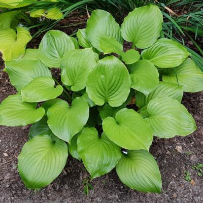 hosta-doubled-up