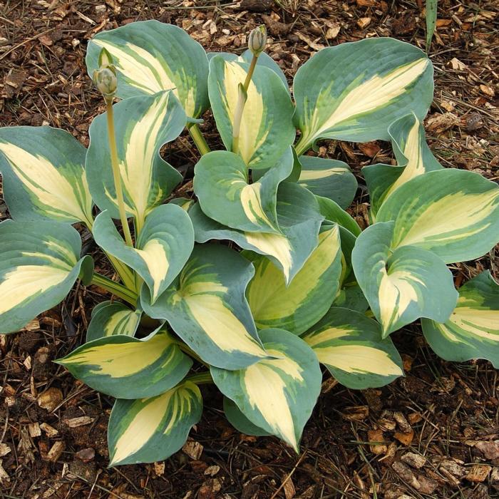 Hosta 'Dream Queen' plant