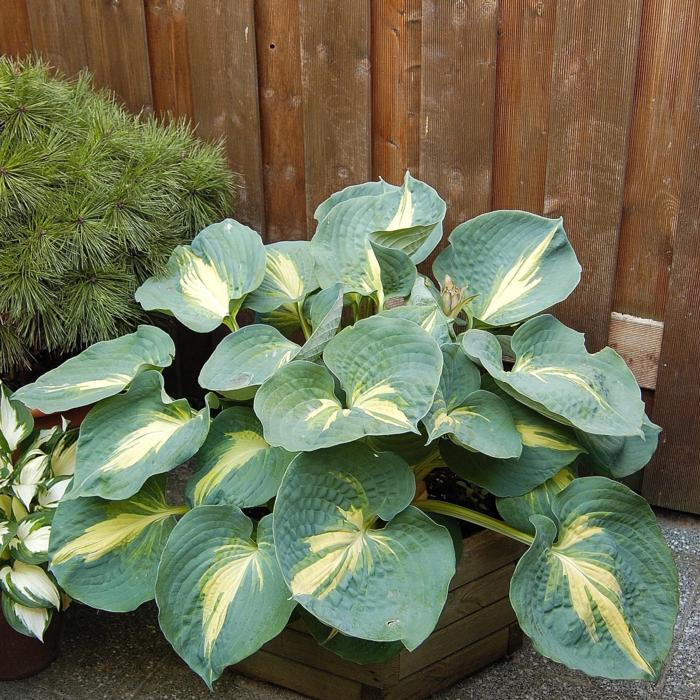 Hosta 'Dream Weaver' plant