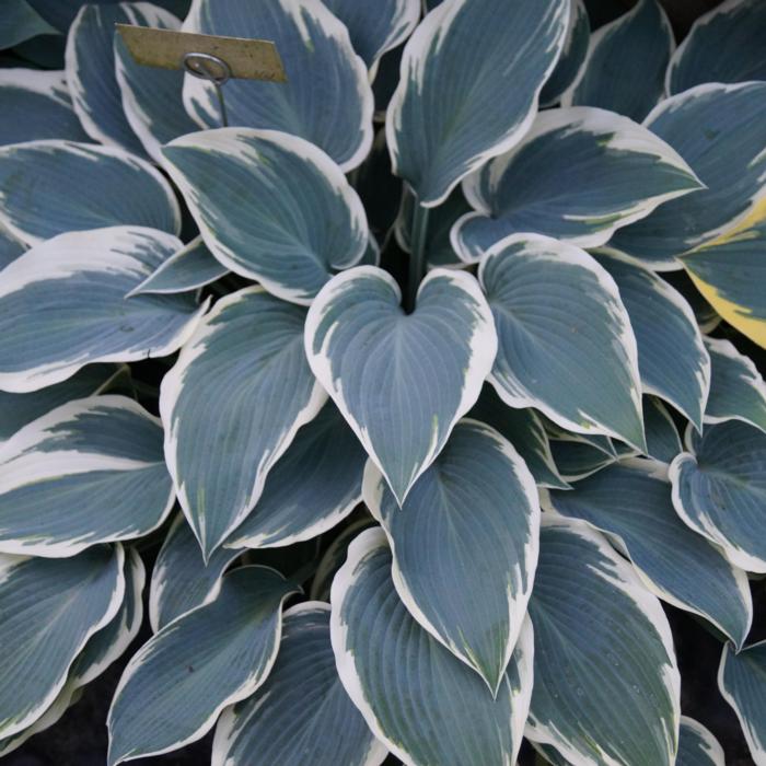 Hosta 'El Nino' plant