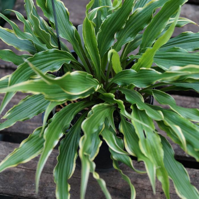 Hosta 'Electrocution' plant