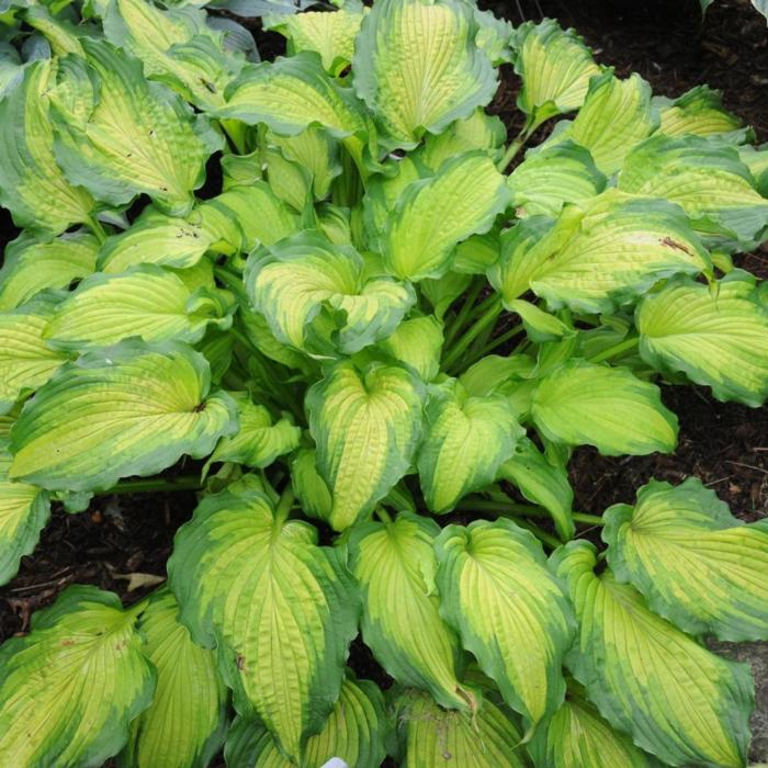 hosta-emerald-ruff-cut.jpeg