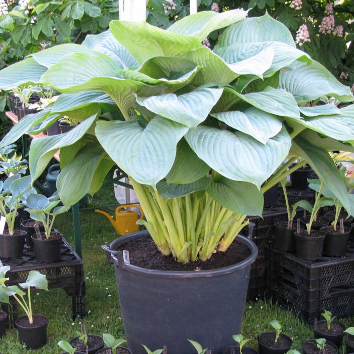 Hosta 'Empress Wu' plant