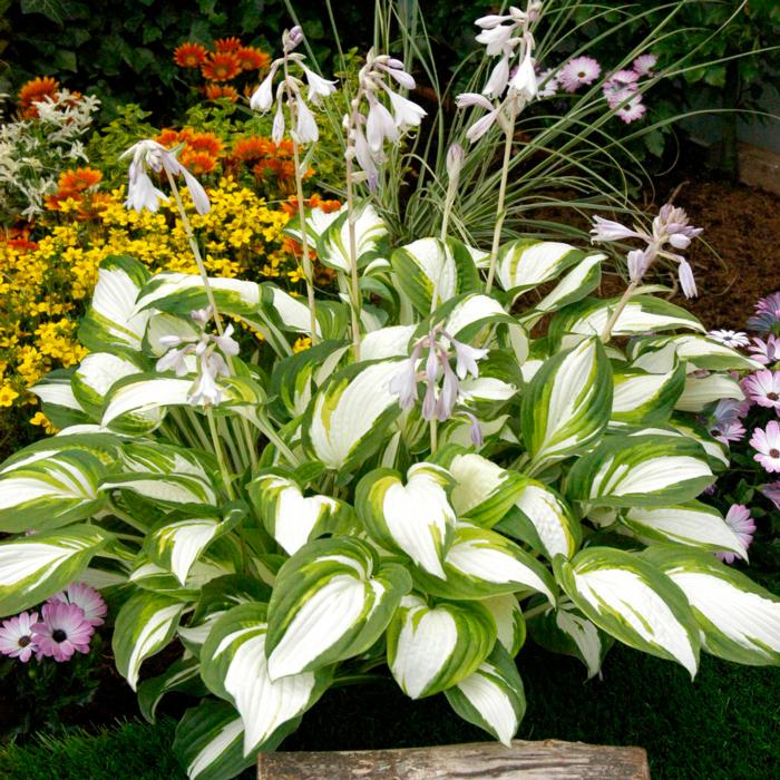 Hosta 'Enterprise' plant