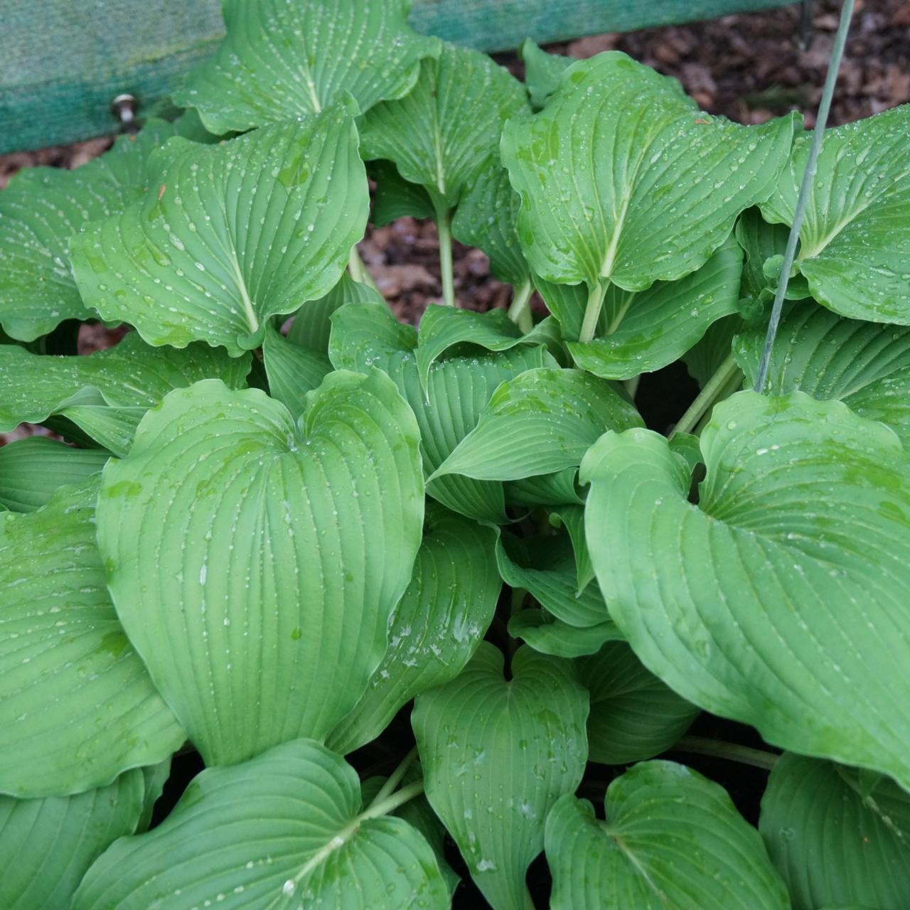 Hosta 'Eos' plant
