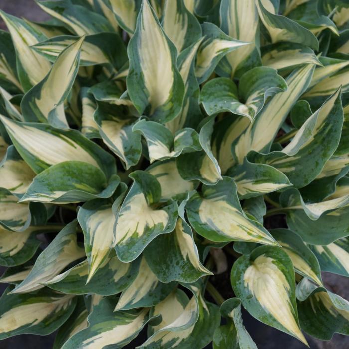 Hosta 'Extasy' plant