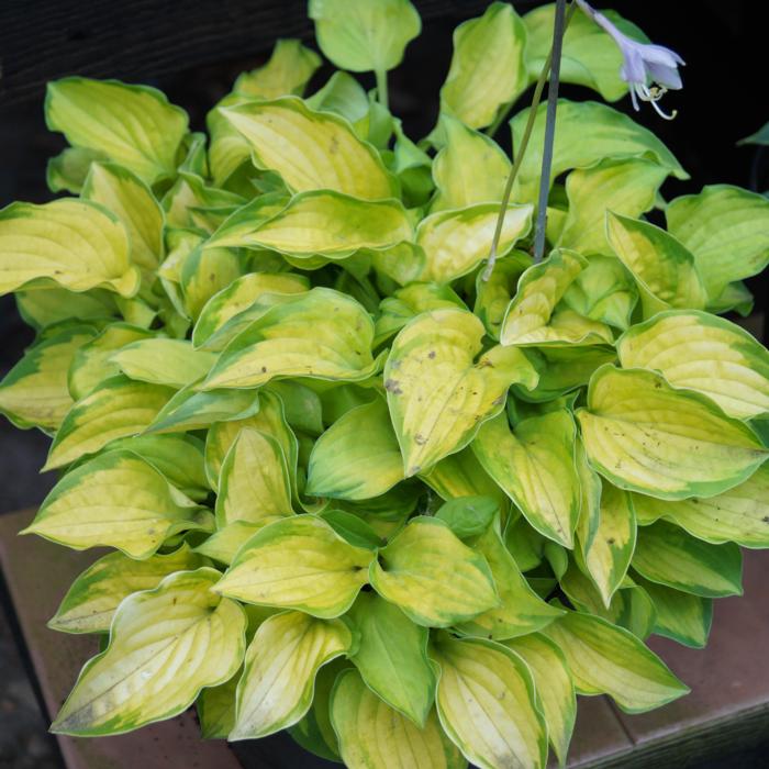 Hosta 'Faithful Heart' plant