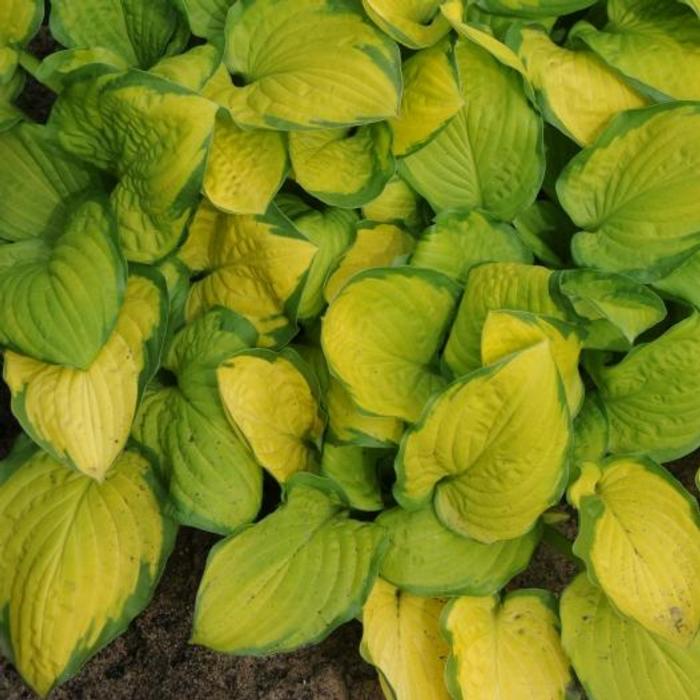 Hosta 'Fan Dance' plant