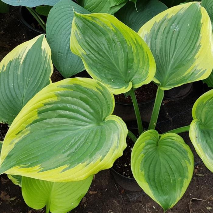 Hosta 'Final Victory' plant