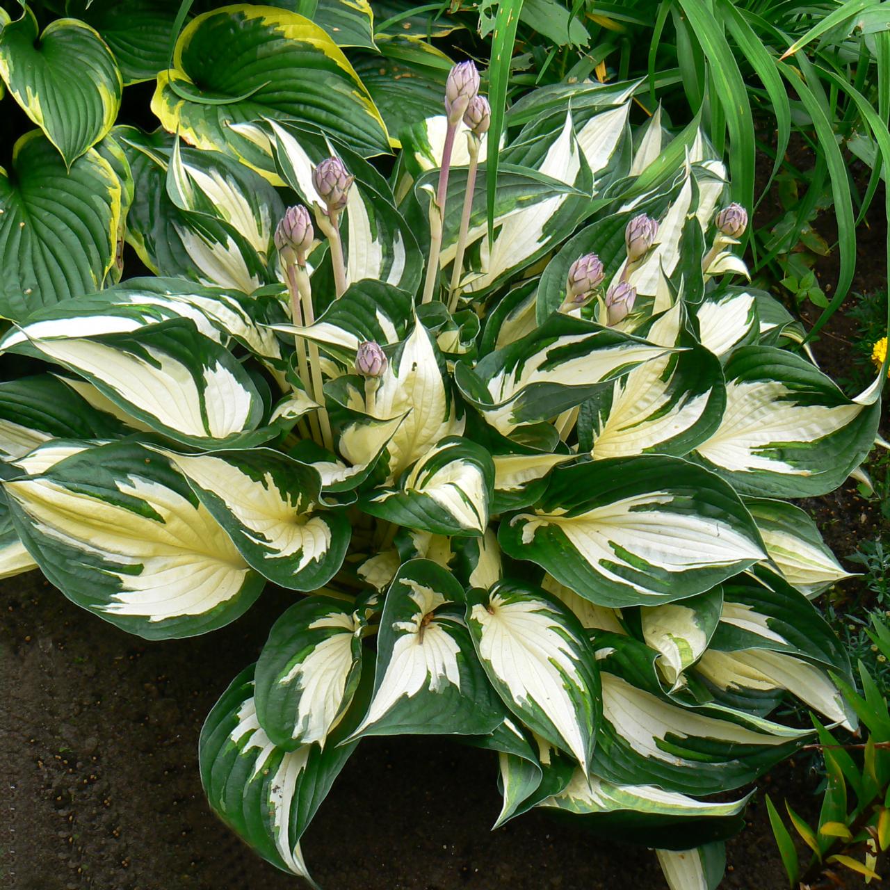 Hosta 'Fire and Ice' plant