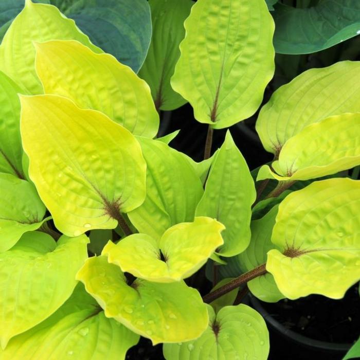 Hosta 'Fire Island' plant