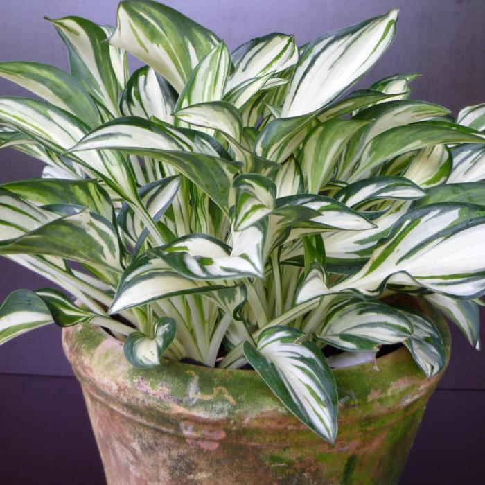 Hosta 'Fireworks' plant