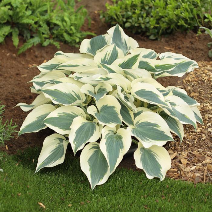 Hosta 'Firn Line' plant