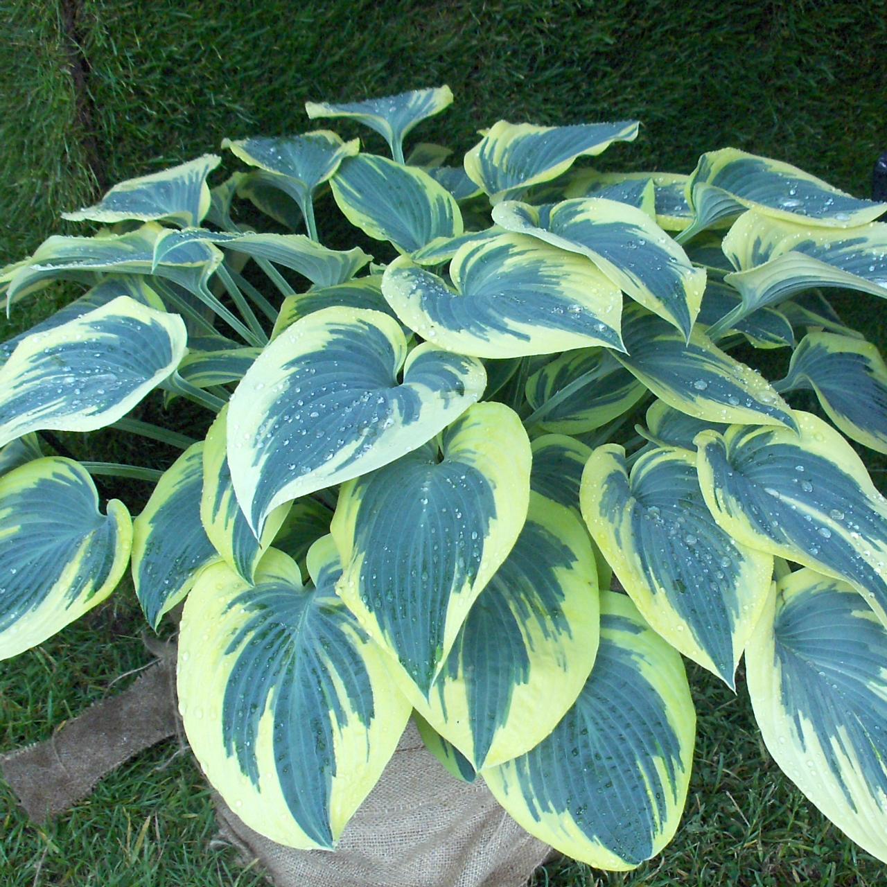 Hosta 'First Frost' plant