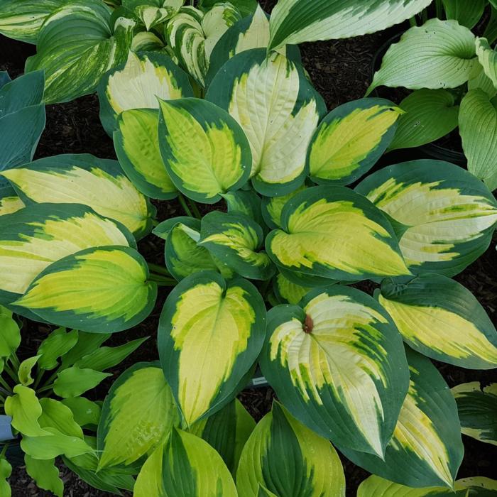 Hosta 'Forbidden Fruit' plant