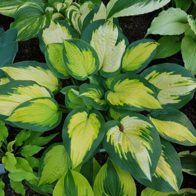 hosta-forbidden-fruit