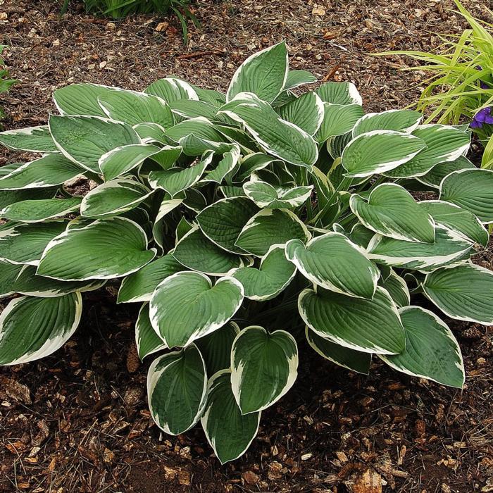 Hosta 'Francee' plant