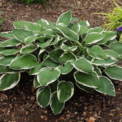 hosta-francee