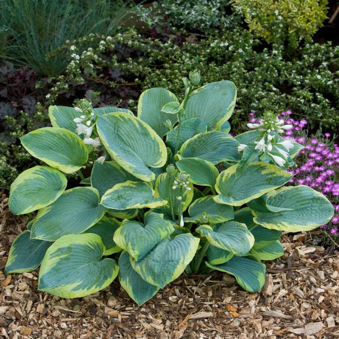 Hosta 'Frances Williams' plant