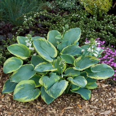 hosta-frances-williams