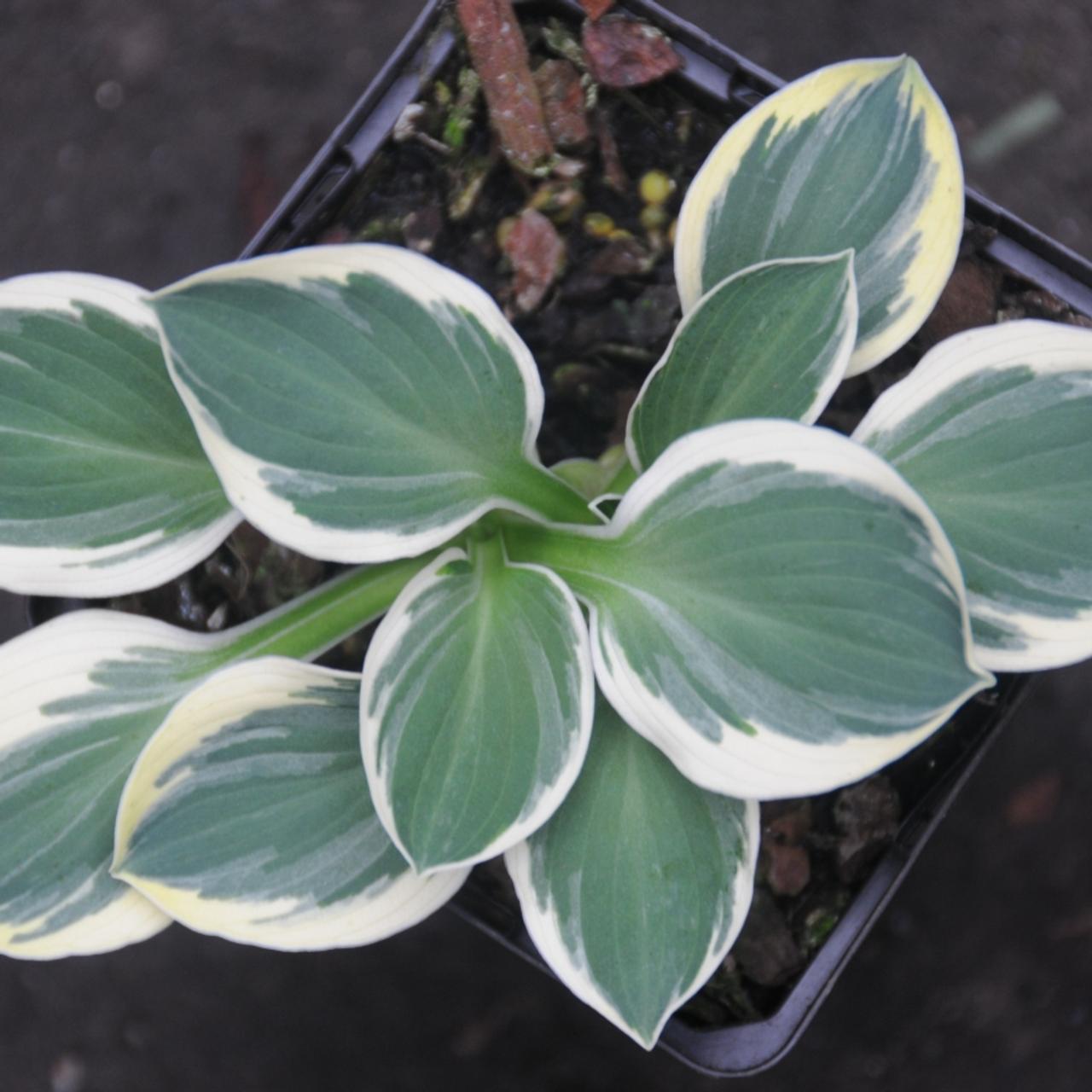 Hosta 'Funny Mouse' plant