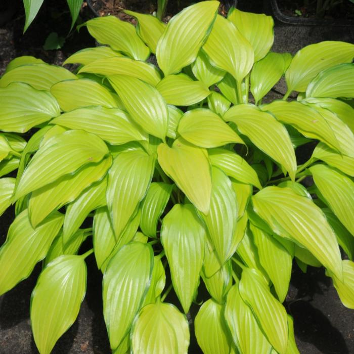 Hosta 'Geisha' plant