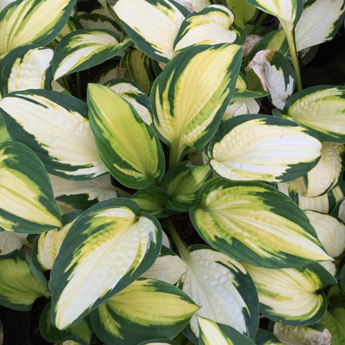 Hosta 'Georgia Sweetheart' plant