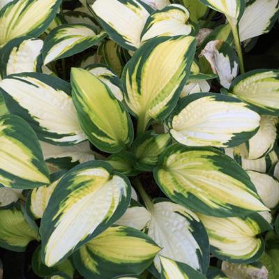 hosta-georgia-sweetheart