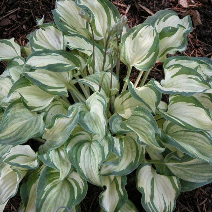 Hosta 'Ghost Spirit' plant